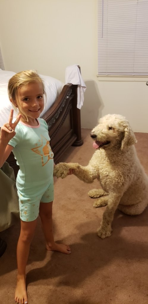 2 Komondor Brothers in Riverside, CA