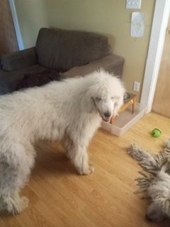 Cooper, 11 m/o, spayed (South Carolina)