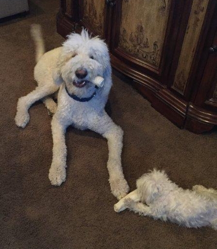 Bear, 15 months old (MO)