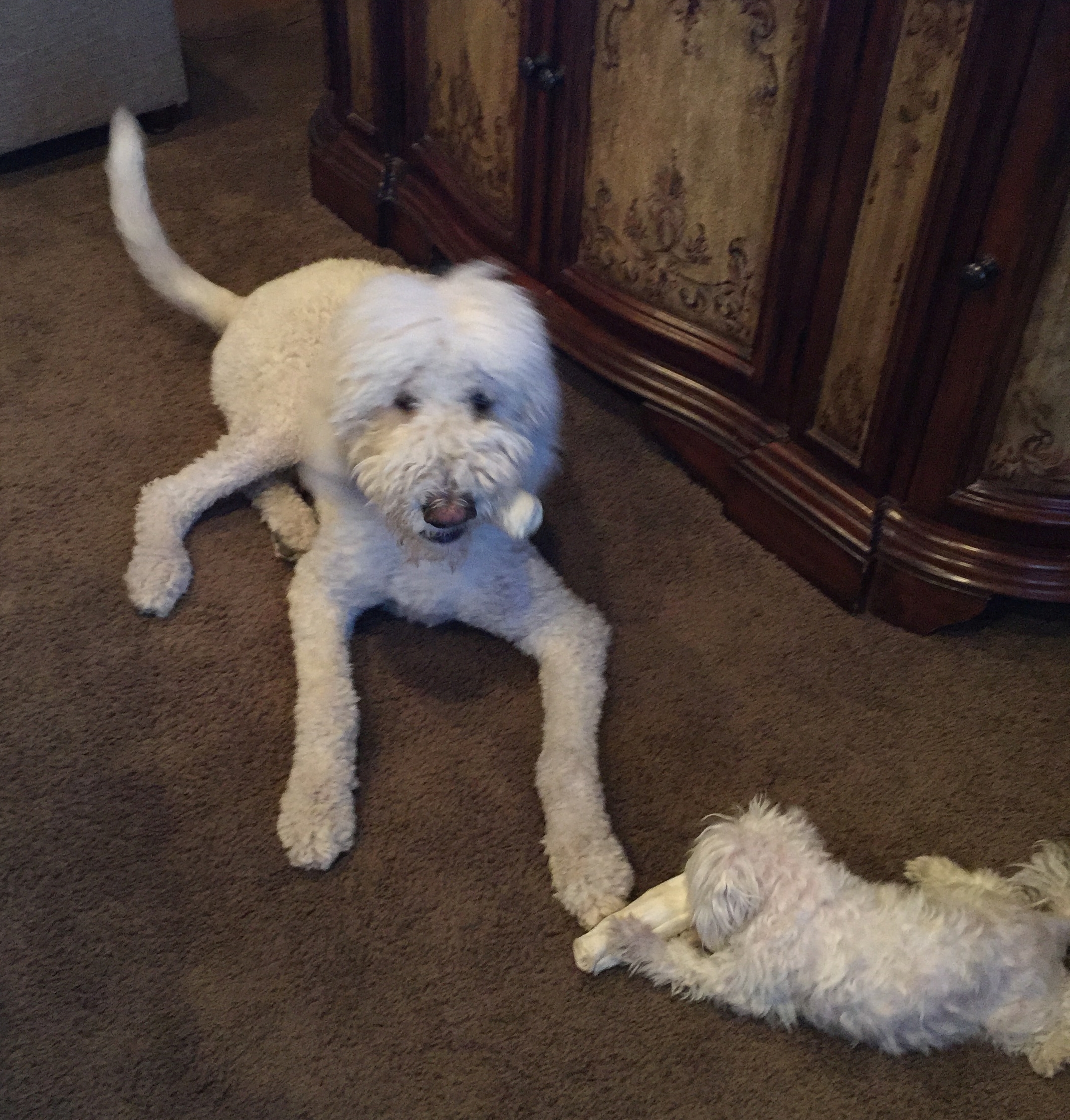 Bear, 1½ y/o, neutered (SLC, UT)