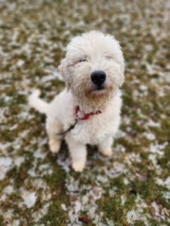 Zeus, 6 m/o, male puppy (Hudson, NY)