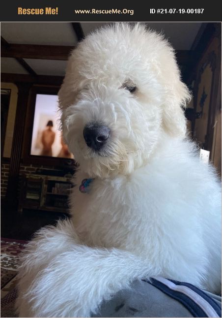 Nina, 9 m/o, spayed (Union, NJ)