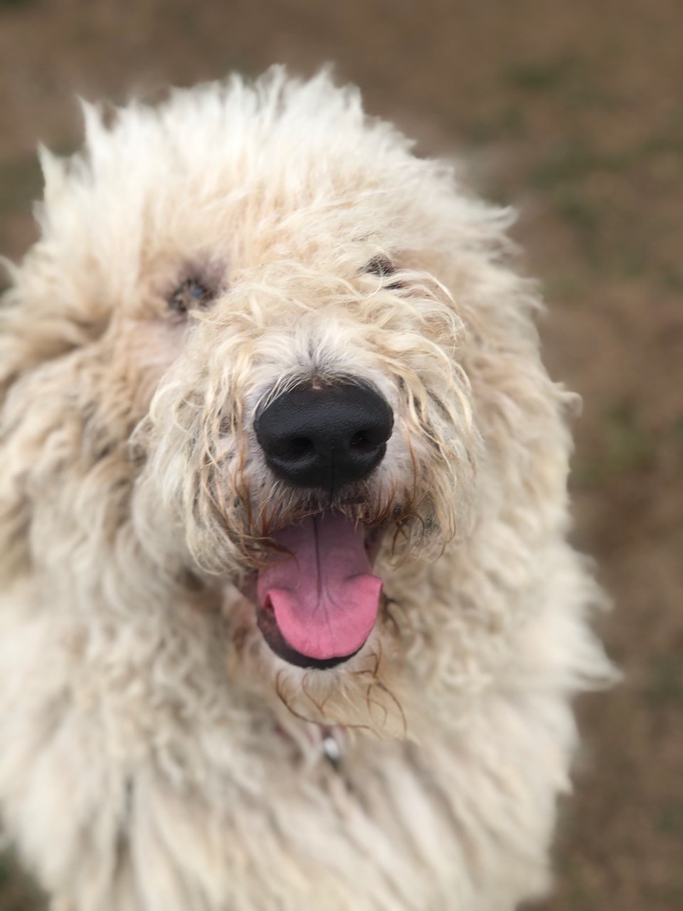 One Year Old Female (Nashville, TN)