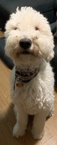 Komondor (Trenton, OH)