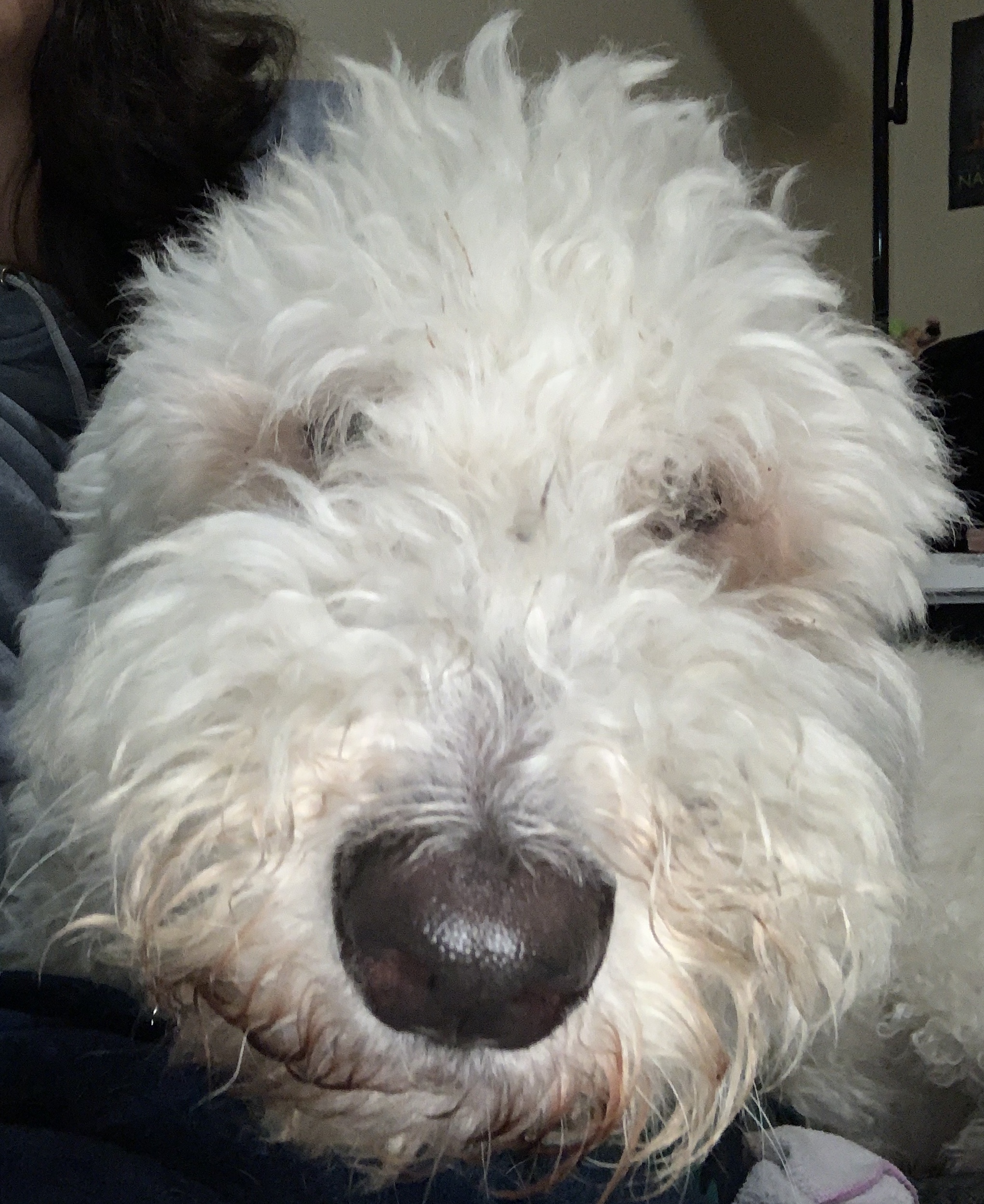 Komondor (Trenton, OH)