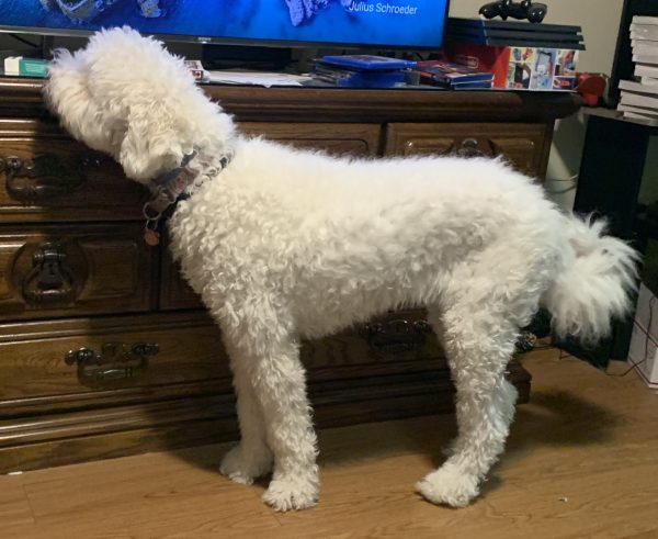Komondor (Trenton, OH)