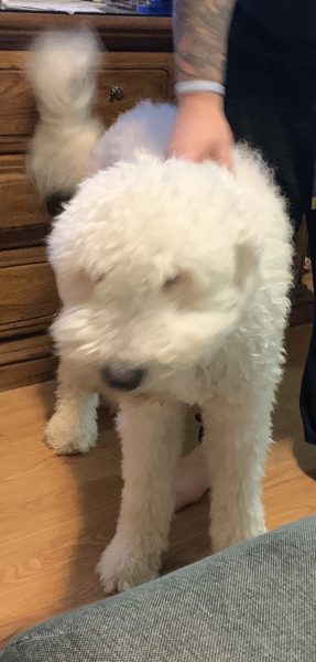 Komondor (Trenton, OH)