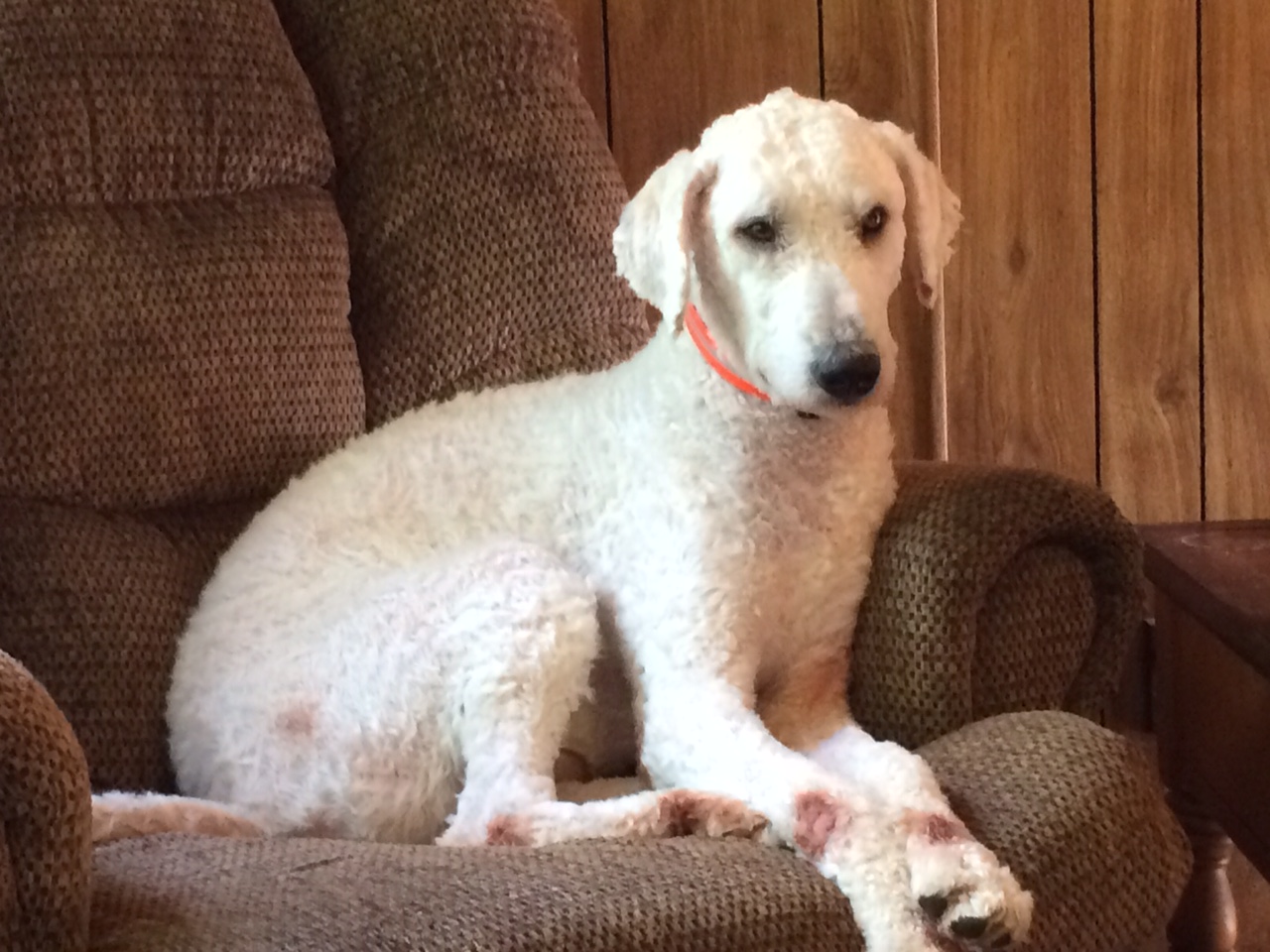 6 mo old Komondor, “Denver” –