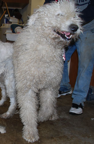 Chandler! (Mountain Home, AR) –