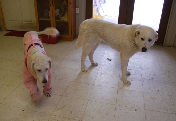 Olivia! (Mountain Home, AR) —