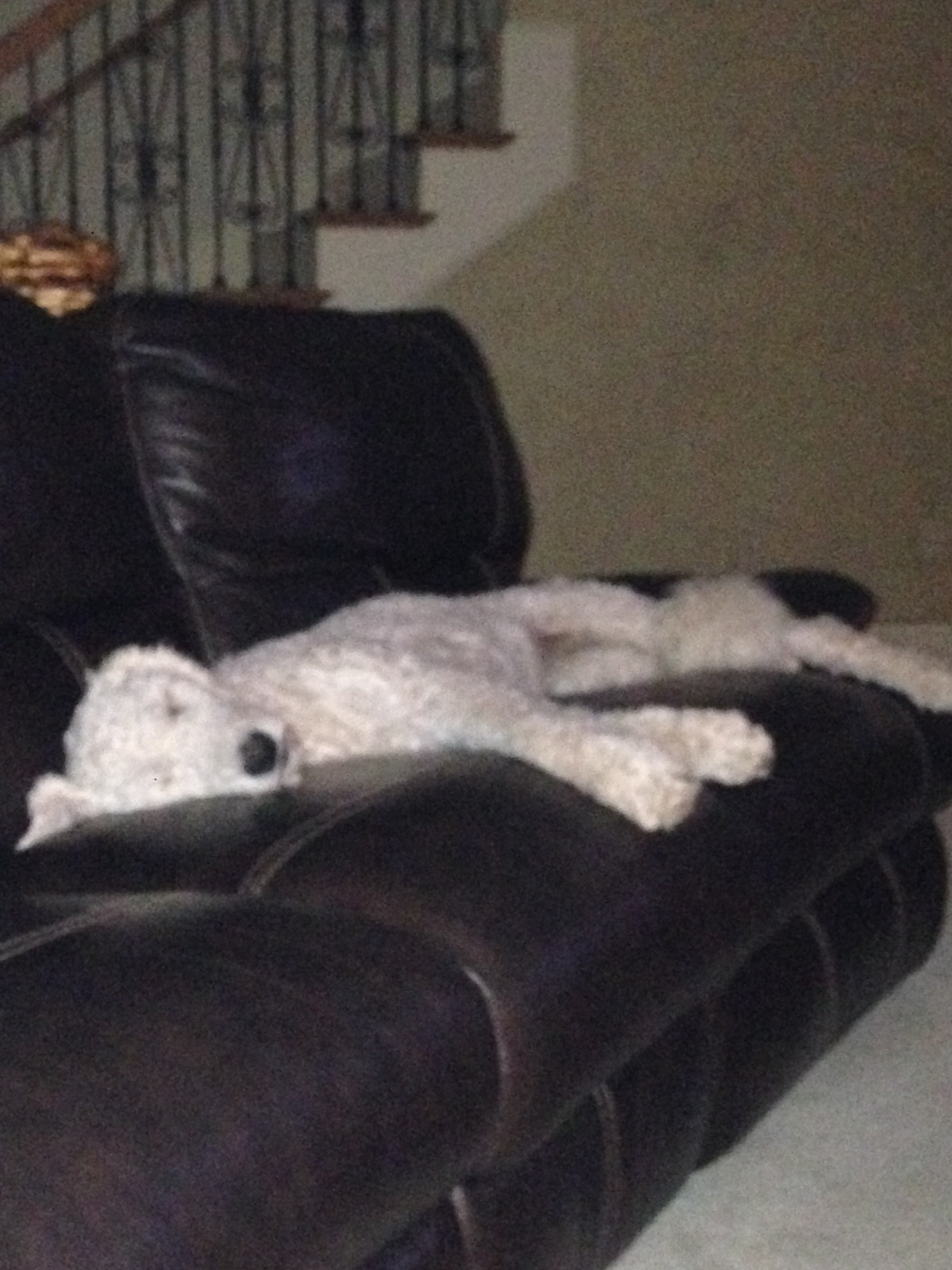 Olivia! (Mountain Home, AR) —