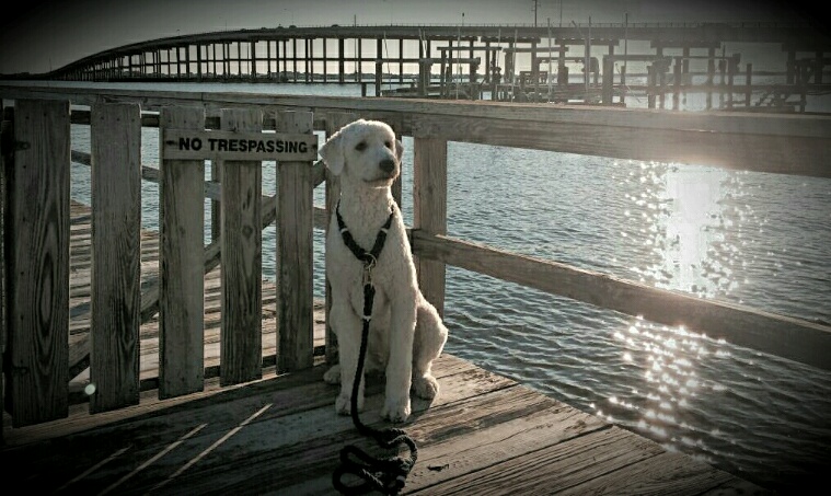 Meet Hawser