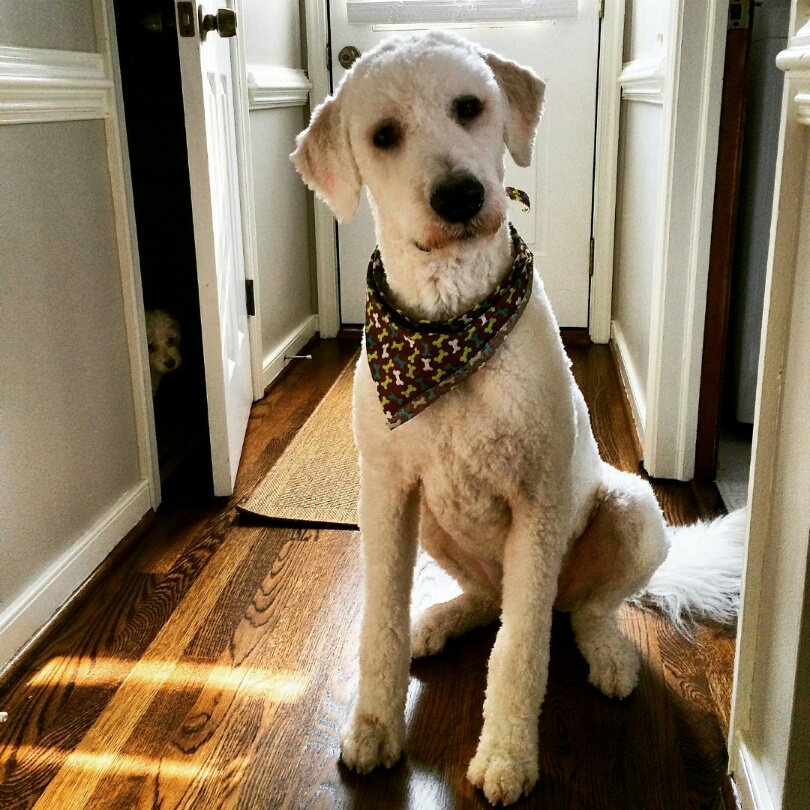 Meet Hawser