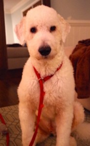 Meet Hawser