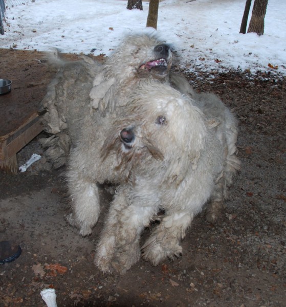 Sylvia! (Mountain Home, AR) –