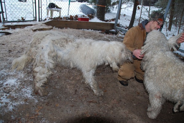 Sylvia! (Mountain Home, AR) –