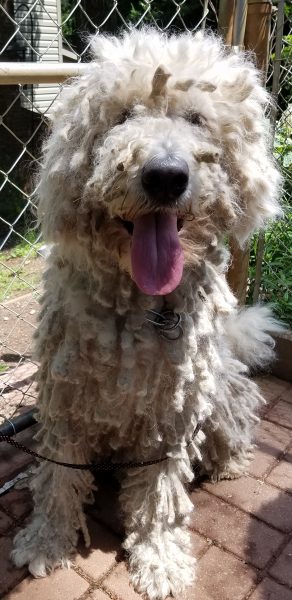 “Piper” in South Carolina
