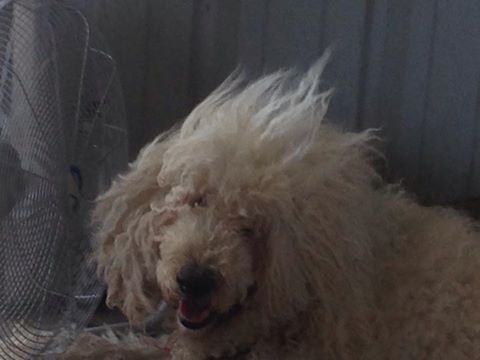 UPDATE! RE: KOM KIKI (SACRAMENTO, CA) – SAVED